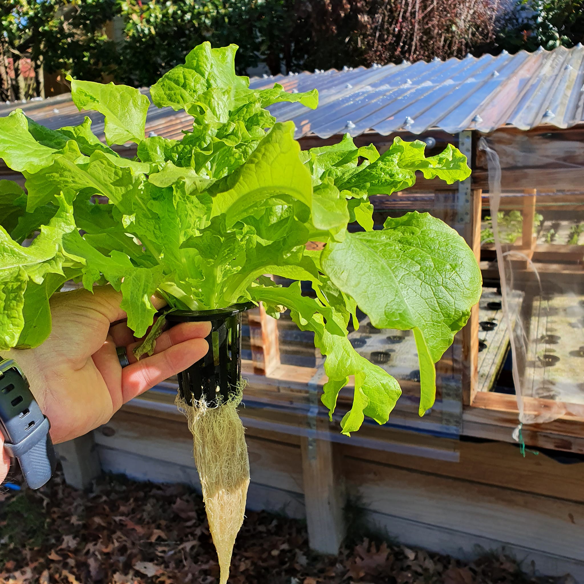 Lush leafy greens growing in a vertical aquaponics system.
